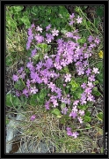 Primevere a feuilles entieres